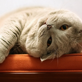 Cute Cats Jigsaw Puzzles icon