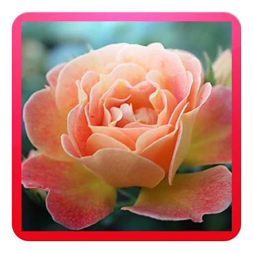 Gardener's roses icon