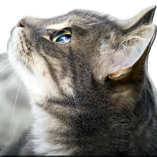 Обои - Кошки HD иконка