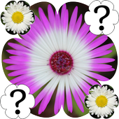 Flowers Memory Game icon