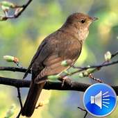 Nightingale Bird Sounds