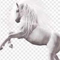 HorsePower Keyboard🐎