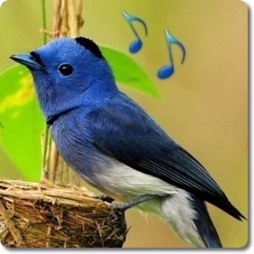 Bird Sounds &amp; Ringtones icon