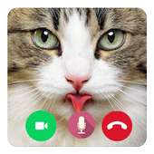 Call Video Talking Cat Prank icon