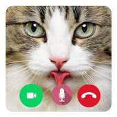 Call Video Talking Cat Prank