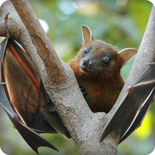 Bats Sounds Ringtone icon