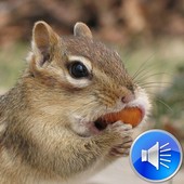 Chipmunk Sounds Ringtones icon