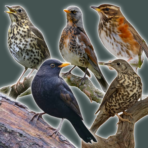 thrush birds icon