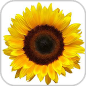 How to Draw Cute Flowers icon