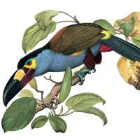 Birds of Ecuador