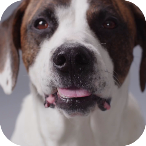 Cute Dog Video Live Wallpaper Free icon