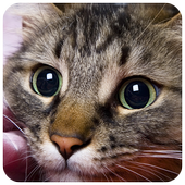 Cats Puzzle icon