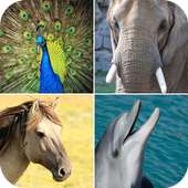 Guess the Animals