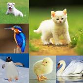 Animals &amp; Birds Quiz icon