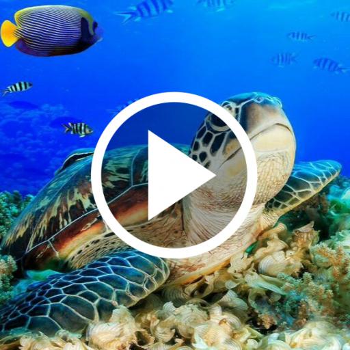 UnderWater Video Live Wallpaper icon