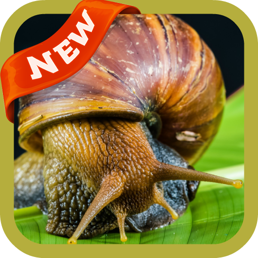 Snail Wallpaper icon