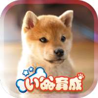 Shibainu Simulation Game 3D