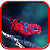 Cute Birds Wallpaper icon