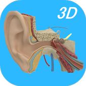 Anatomy Human Ear أيقونة