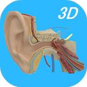 Anatomy Human Ear on 9Apps