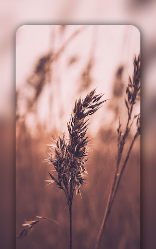 Brown wallpapers FullHD - Brown color Wallpapers screenshot 1