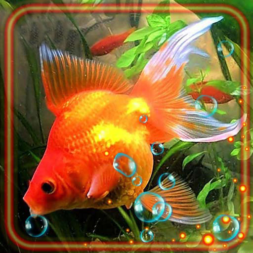 Fish Gold Live Wallpaper icon