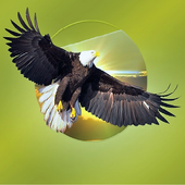 Spoken Word Asset_Regiter icon