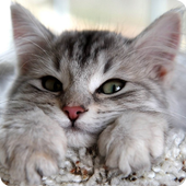 Cute Cat Pictures For Kids icon