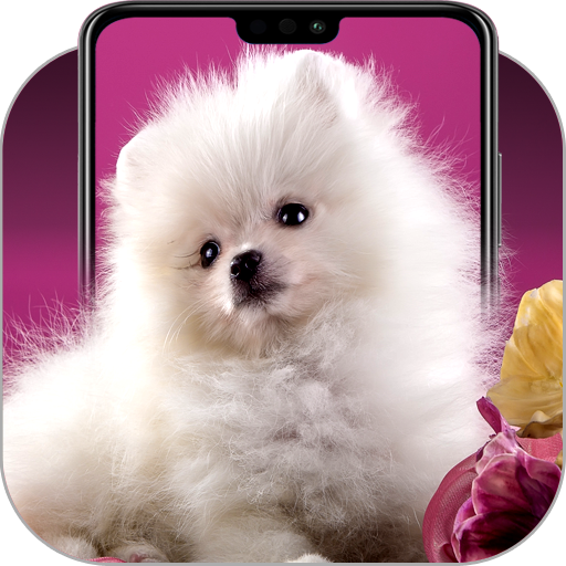 Pomeranian Wallpapers icon