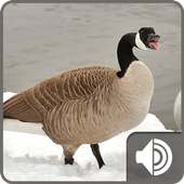 Goose Sounds