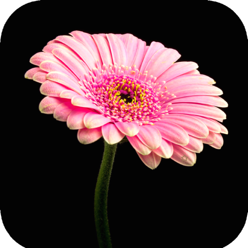 Pink Flower Wallpaper icon