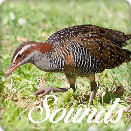Turnicidae Bird Song Sounds and Ringtone Audio icon