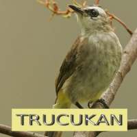 Master Kicau Trucukan on 9Apps