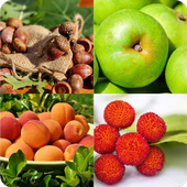 Guess the Fruit icon