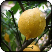 Lemons wallpapers icon