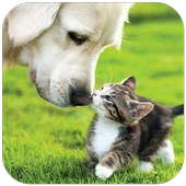 Buenos días,tardes,noches иконка