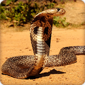 King Cobra Snake Wallpapers HD icon