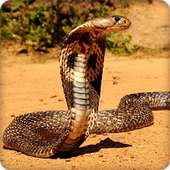 King Cobra Snake Wallpapers HD on 9Apps