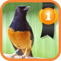 White-rumped Shama on 9Apps