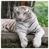 ikon Tiger LiveWallpapers