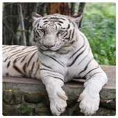 Tiger LiveWallpapers on 9Apps