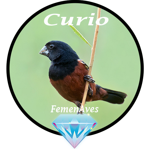 Canto Fêmea de Curio icon