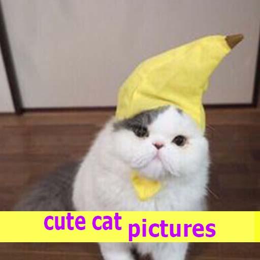 cute cat pictures icon