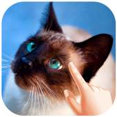 Cute Cat Water Ripple Live Wallpaper