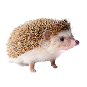 Hedgehogs Stickers icon