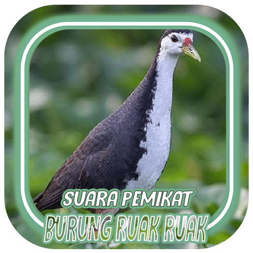 Suara Pemikat Burung Ruak Ruak Remix Offline Bonus icon