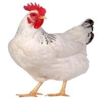 Chicken Farming, recipes, broiler, layer, kienyeji