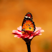 Wonder Blur Editor icon