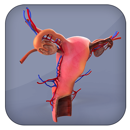 Female Reproductive System 3D icon