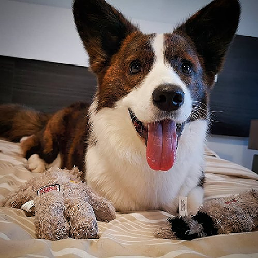 My great dog CI CD Flutter Dem icon